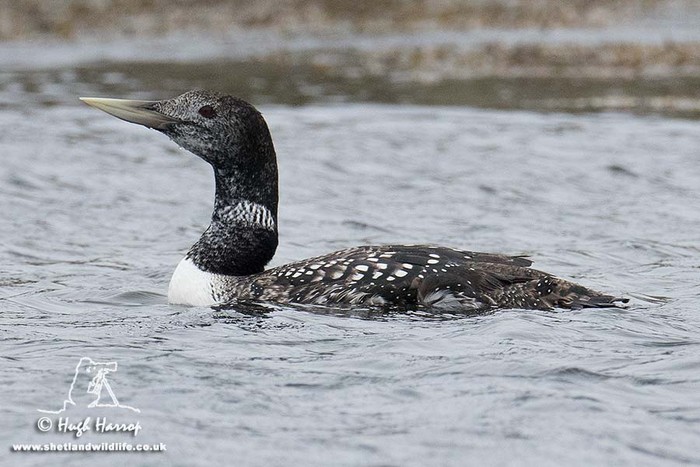 White-billed Diver
