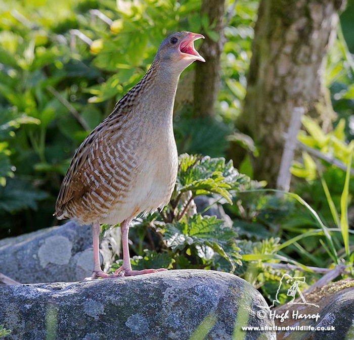 Corncrake
