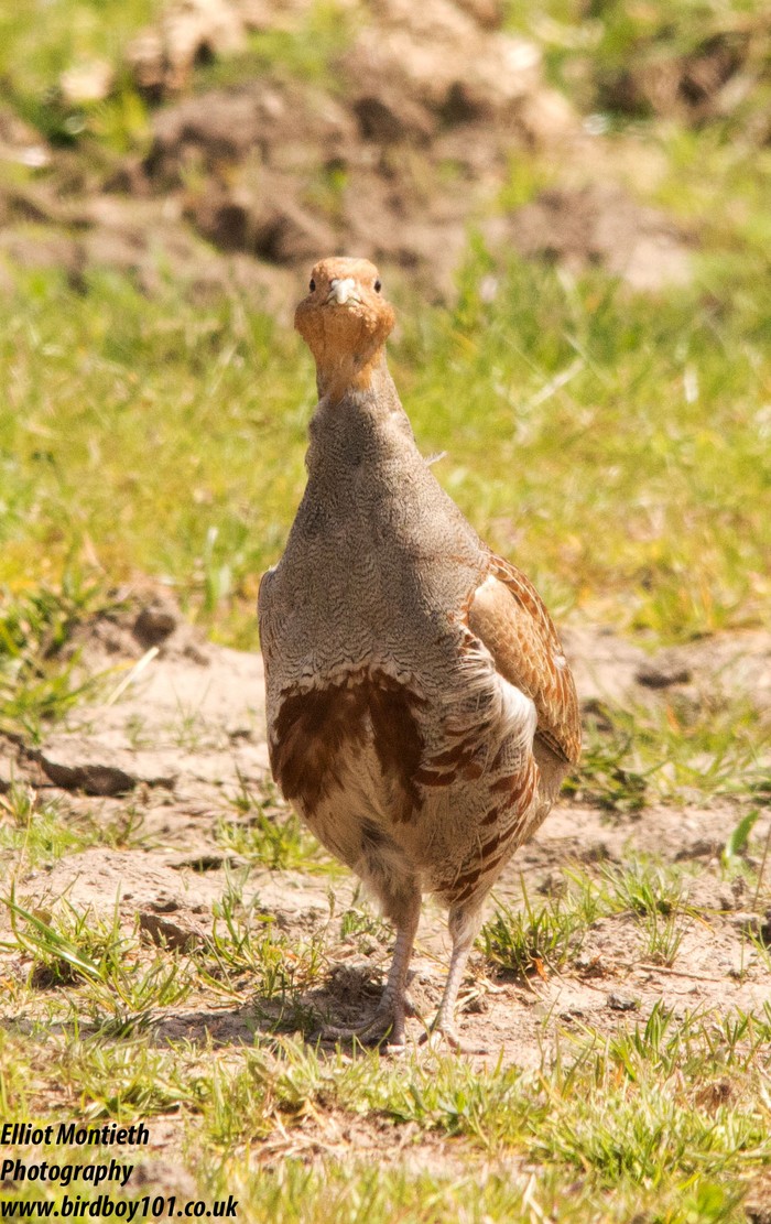Grey Partridge