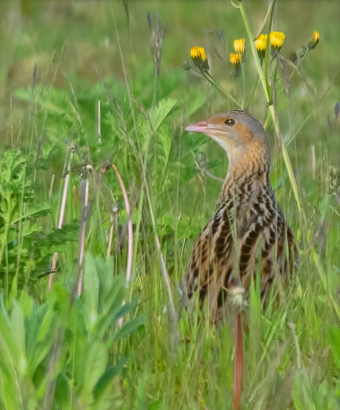 Corncrake