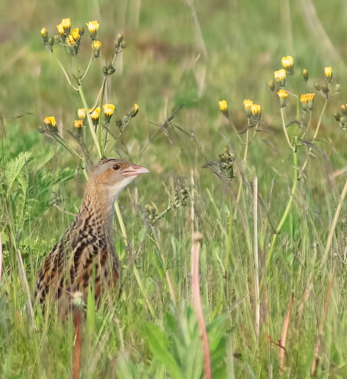 Corncrake