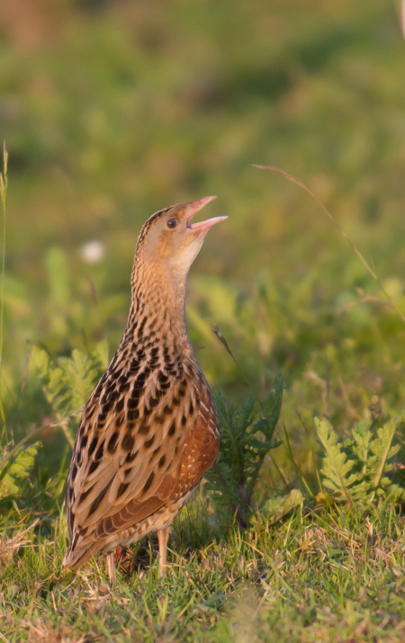 Corncrake