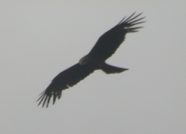 Black Kite