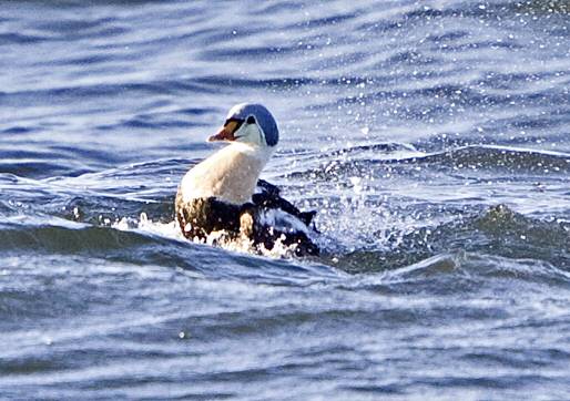 King Eider