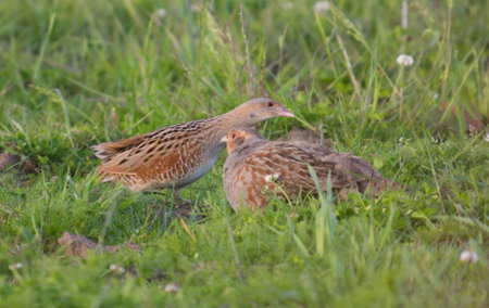 Corncrake