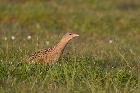 Corncrake
