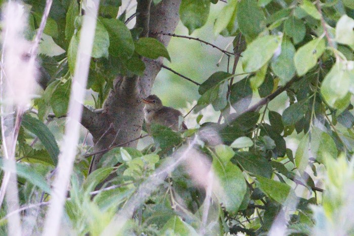 Marsh Warbler