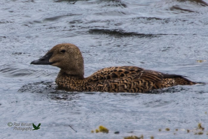 King Eider