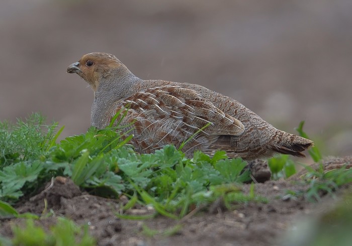 Grey Partridge
