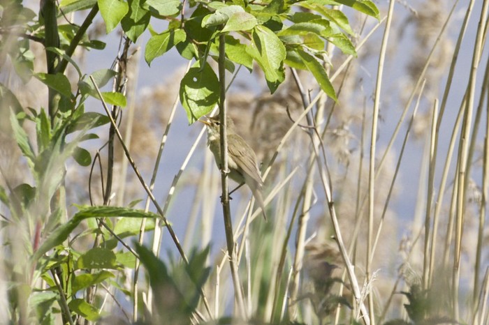 Marsh Warbler