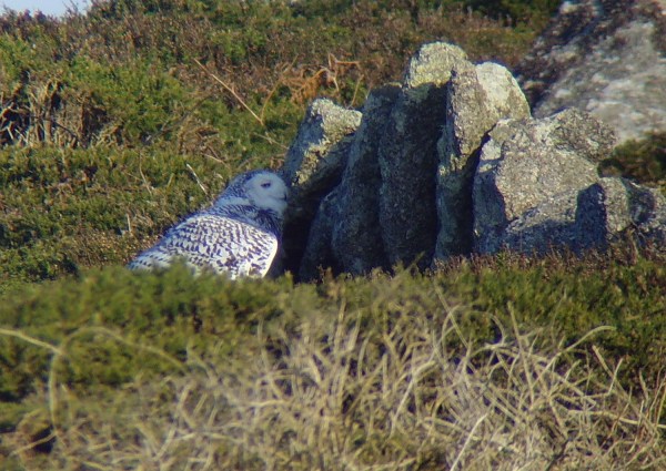 Snowy Owl