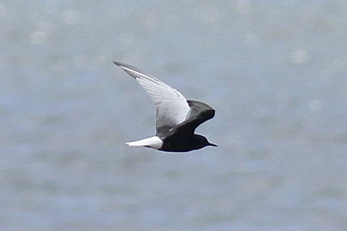 White-winged Black Tern