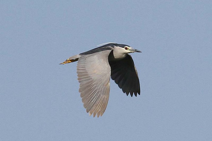 Night Heron