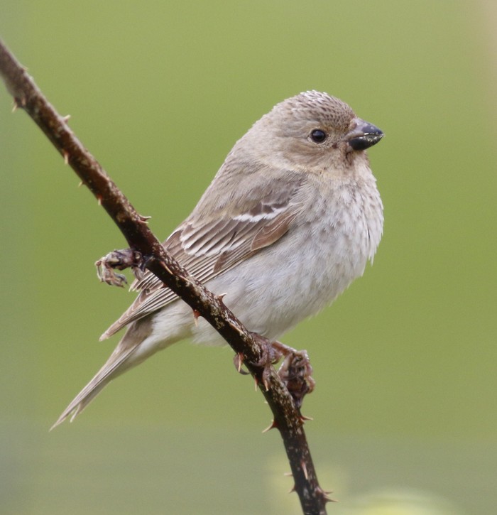 Common Rosefinch