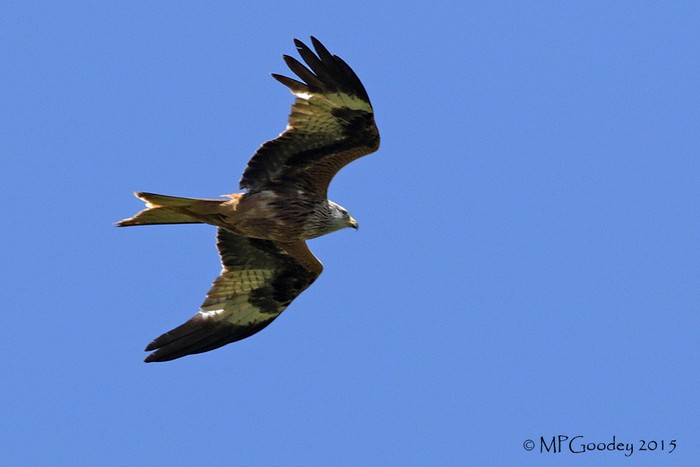 Red Kite