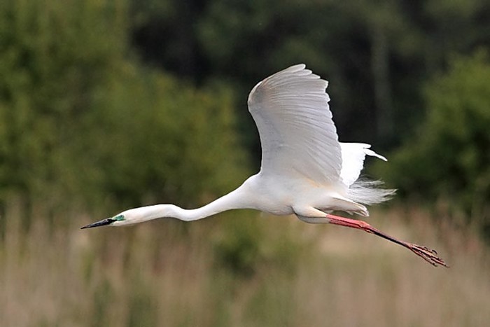 Great White Egret