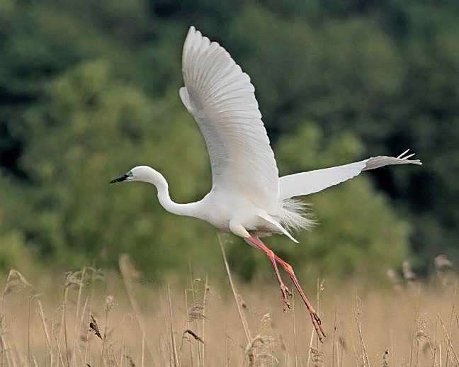 Great White Egret
