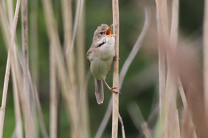 Marsh Warbler