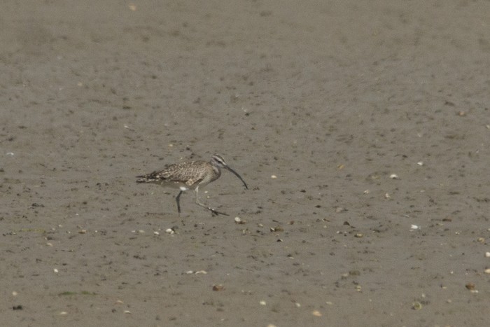Hudsonian Whimbrel