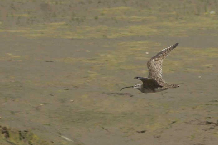 Hudsonian Whimbrel