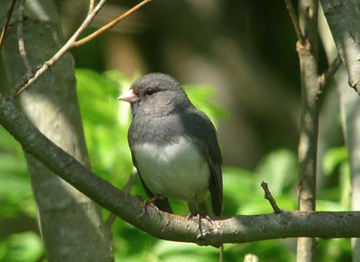 Slate-coloured Junco