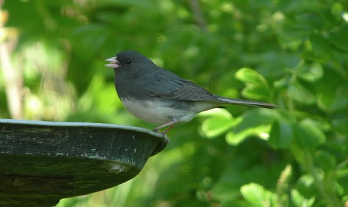 Slate-coloured Junco