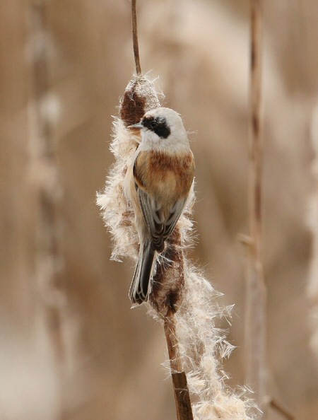 Penduline Tit
