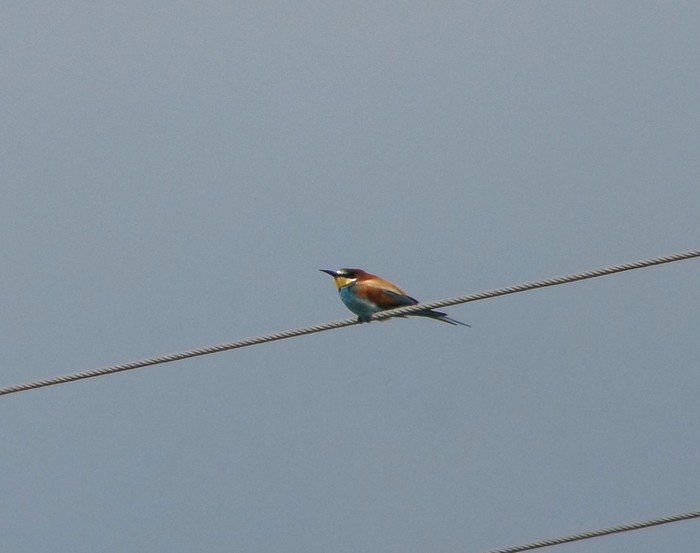 Bee-eater