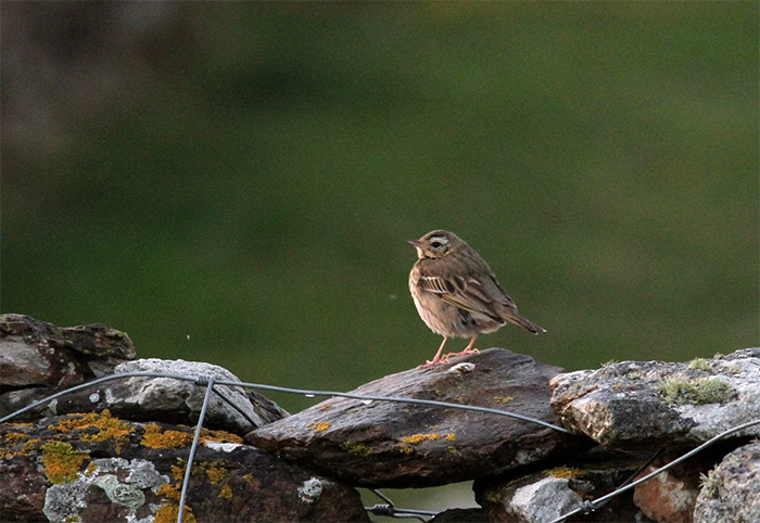 Olive-backed Pipit