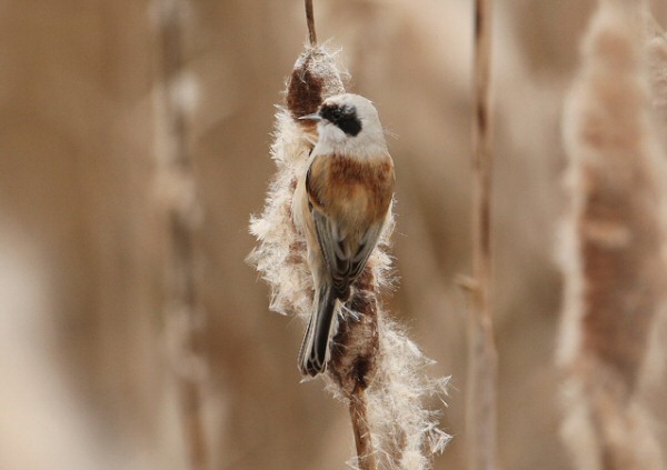 Penduline Tit