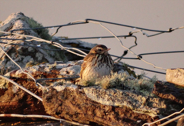 Olive-backed Pipit
