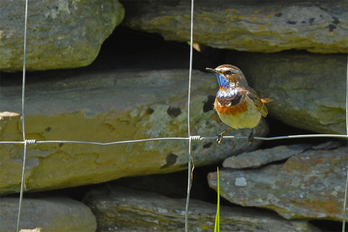 Red-spotted Bluethroat