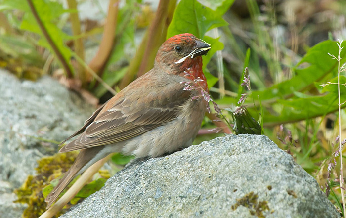 Common Rosefinch