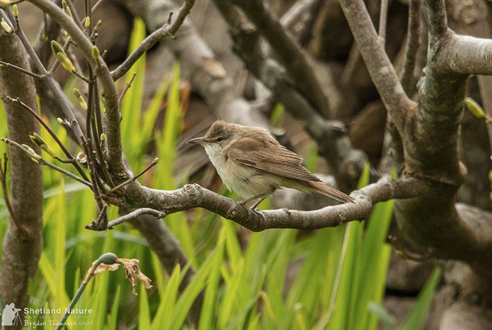 Great Reed Warbler