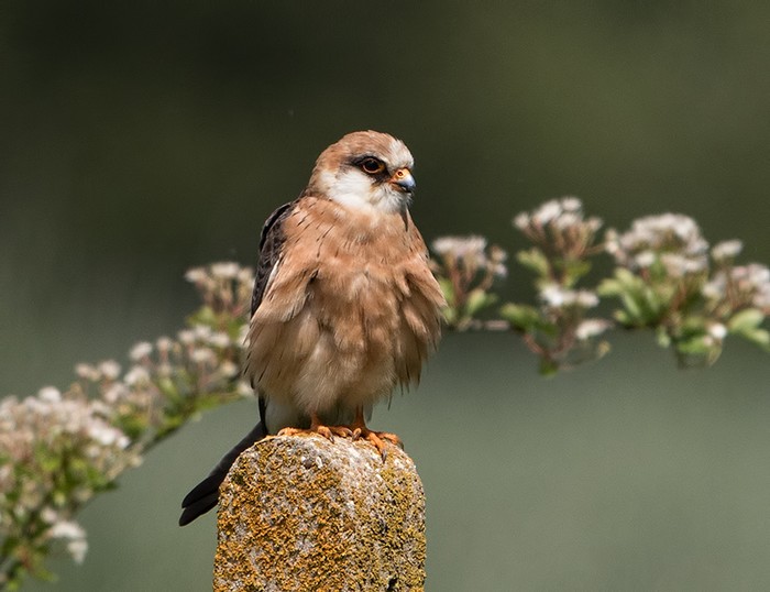 Red-footed Falcon