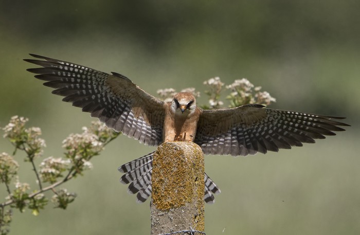 Red-footed Falcon