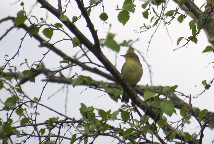 Icterine Warbler