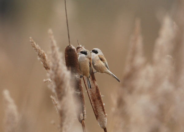 Penduline Tit