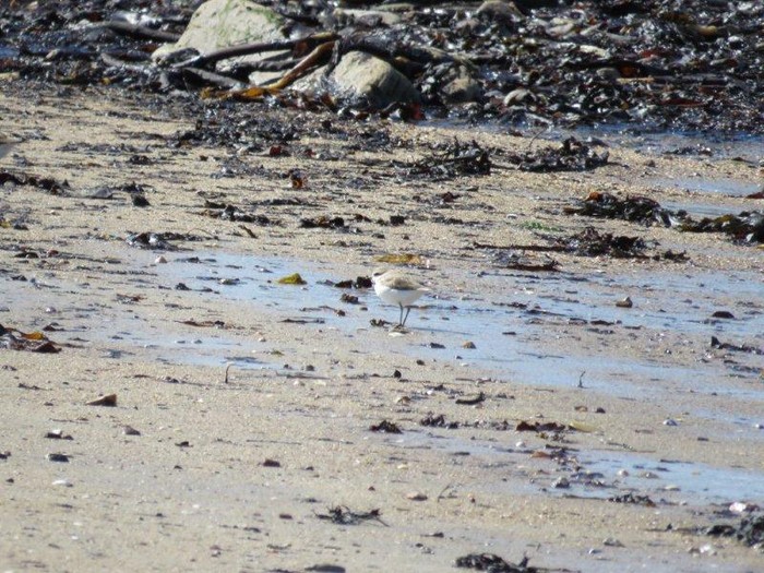 Kentish Plover