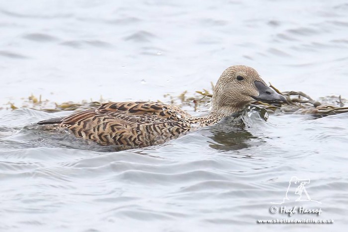 King Eider