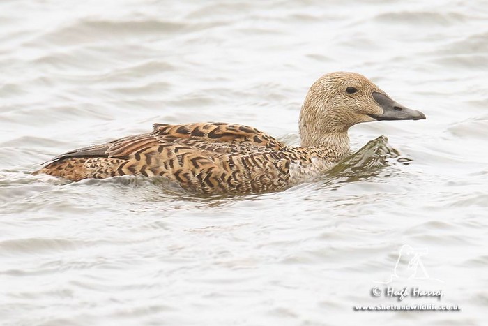 King Eider