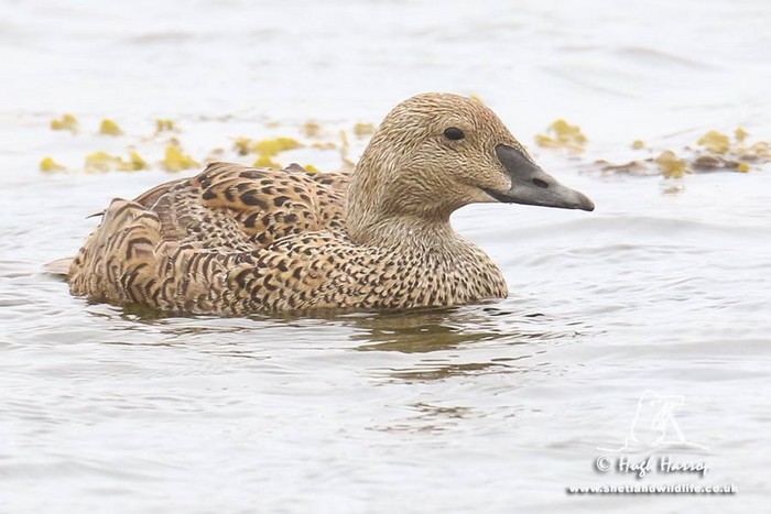 King Eider
