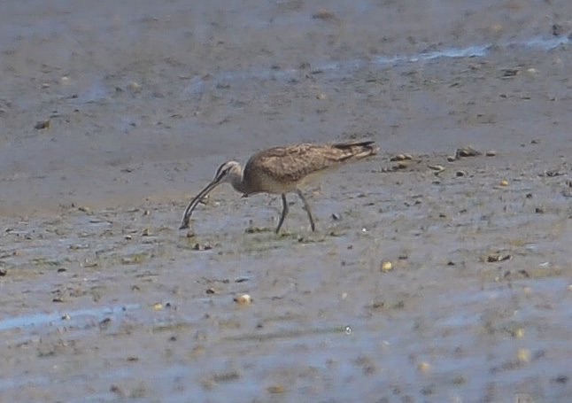 Hudsonian Whimbrel