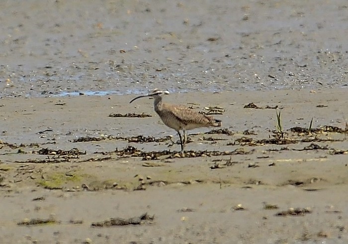 Hudsonian Whimbrel