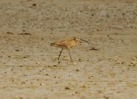Hudsonian Whimbrel