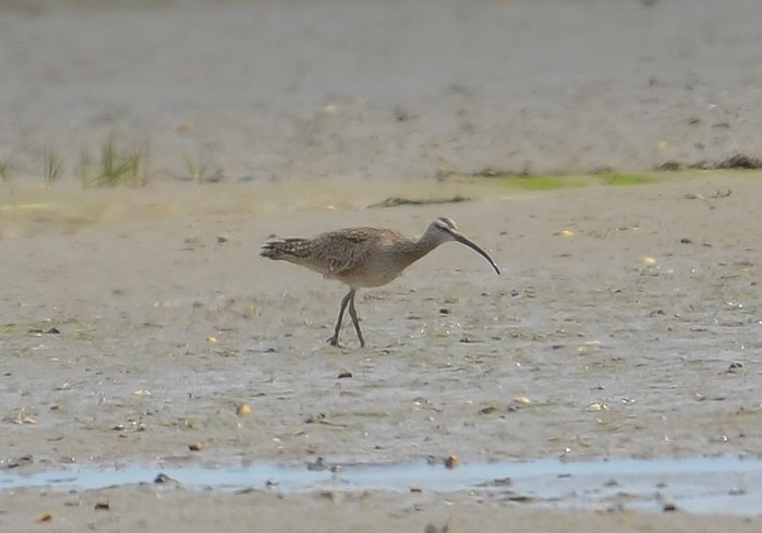 Hudsonian Whimbrel