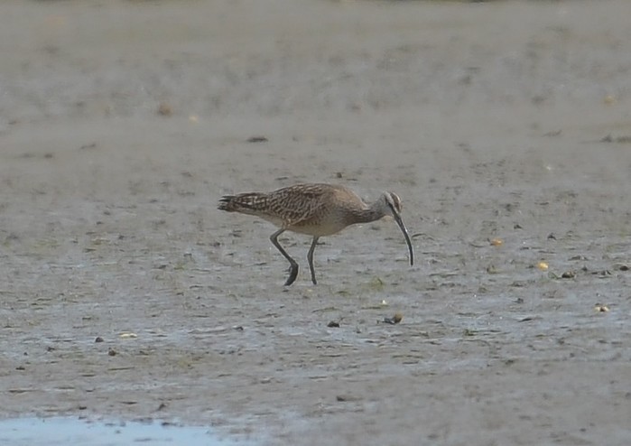 Hudsonian Whimbrel