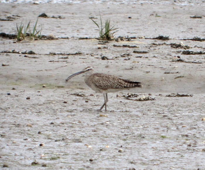Hudsonian Whimbrel