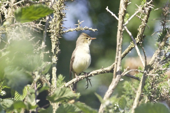 Melodious Warbler