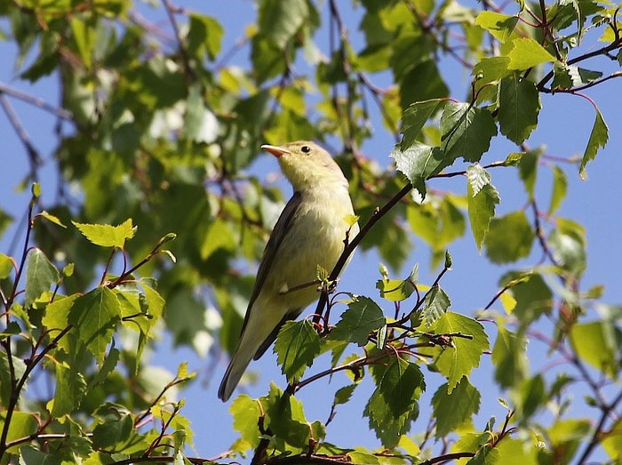 Icterine Warbler